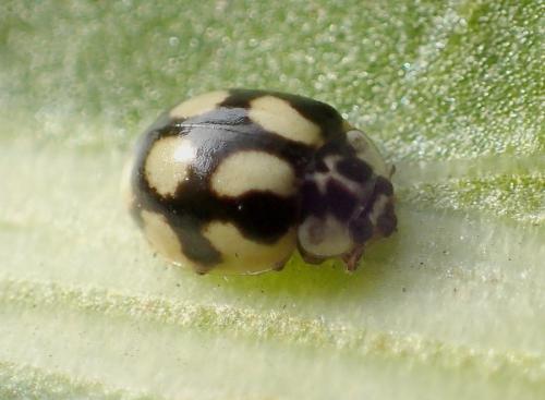 Réf. 221 131 : Adalia decempunctata